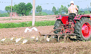 Birds search for insects and worms in a field near Panchkula.