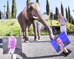 Valerie, a 26-year-old female African elephant picks Democratic presidential candidate Barack Obama picture over Republican presidential candidate John McCain at Six Flags Discovery Kingdom in Vallejo, Calif