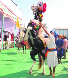 A Nihang prepares his horse for Guru Gobind Singh Khalsa Sports Festival at Hazur Sahib on Friday; (right) a budding gatka player.