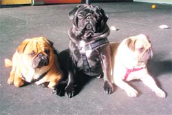 Dogs after grooming at Pet Planet. 