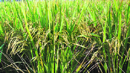 Paddy crop in Balam village in Rohtak district.