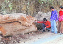 The fossil-like rock pieces found during excavations on the Shoghi-Seri road.