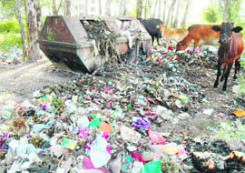 Cattle feed on garbage which is spilling out of the bin in Sector 50, Chandigarh.