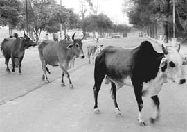 Stray cattle might be a safety hazard but no strict action has been taken so far to curb this menace. A familiar scene at Phase 9, Mohali.