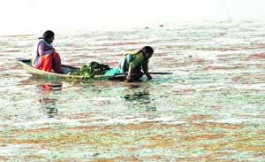 Kashmiri women collect weeds from the Dal Lake in Srinagar. 