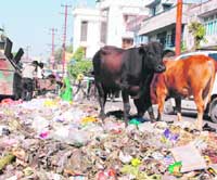 Garbage strewn around on Neshvilla Road in Dehradun.