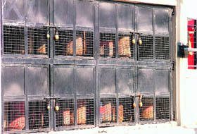 Commercial cylinders stored in the boundary wall