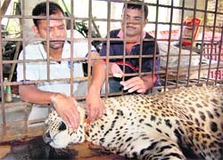 SAVIOURS IN ACTION: Raja being treated by officials of the state wildlife department. 