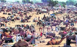Hundreds of people with camels assemble for the camel fair in Pushkar