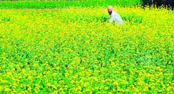 A farmer in the midst of golden bounty near Pirjain village in Mohali.