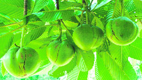 The Chalta tree with its excellent foliage and fruits is the most likely object of curiosity in a garden.