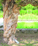 The unsurpassed beauty of a Bhojpatra tree trunk.