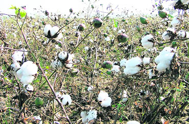 Farmers in the Malwa belt are set to make a huge profit even though the area under cotton cultivation has declined