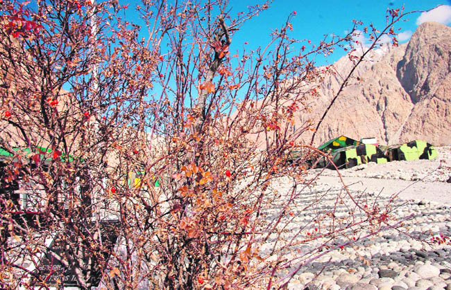 Wild roses along the Nubra lend colour to the snow-clad hills in Siachen  Photos: Manoj Mahajan/The Tribune