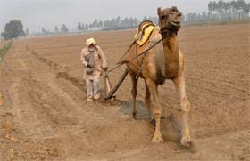 A farmer ploughs his field with the help of a camel near Deon village in Bathinda district