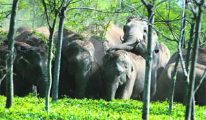 A herd of wild elephants strayed into the Atal Tea Garden area, some 20 km from Siliguri, on Sunday.