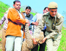 Forest officials take away the dead leopard on Tuesday.