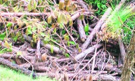 The trees felled illegally near New Tehri township in Tehri Garhwal on Wednesday.  