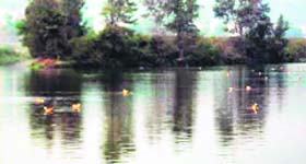 Migratory birds at Corbett Park