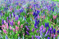 Flower seed crops spread in acres of land at Rakhra