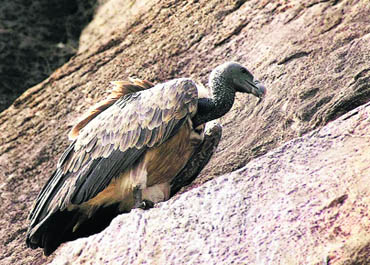 At the restaurant, vultures would feed on carcass of animals