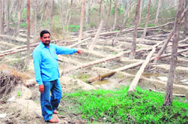 The forest area adjoining the IOCs Panipat refinery that has been destroyed by excessive discharge of effluents.
