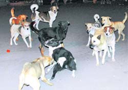 Stray dogs have made life miserable in Dharamsala.