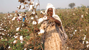 A woman plucks this seasons last yield of cotton at a field on Bathinda-Muktsar road.