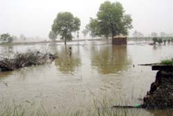 Agricultural land that was affected by the breach in Malukpura sub-canal near Abohar