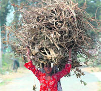 A girl carries dry branches to keep the fire burning at home in Gurgaon.