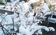 Famous tourist resort Kufri recorded 5 cm of snowfall on Thursday. The sheet of snow seems to cover all- from branches of a tree, a car and a house;