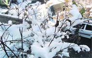 Since snow has always been a major attraction for tourists, many of them rushed to Kufri, near Shimla, to enjoy themselves in the natures bounty.