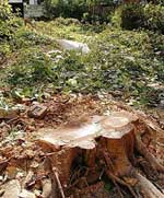 A full-grown peepal tree that was axed in Sector 45-A on Thursday. 