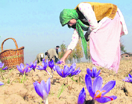 Members of a family pluck saffron flowers in Pampore.