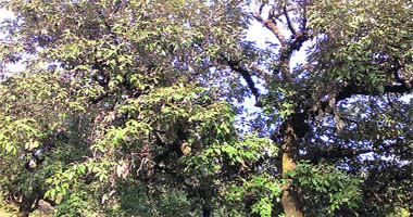 Oak leaves-A major source of fodder for livestock