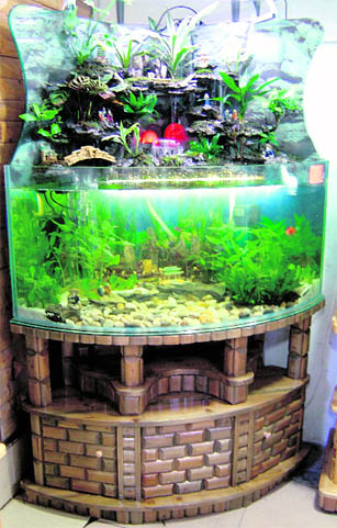 Healthy fish in a clean and bubbling aquarium will release good Chi into the room