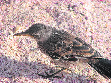 There are less than 100 breeding pairs of Galapagos mockingbirds alive