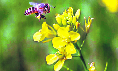 A honey bee hovers over a mustard plant.