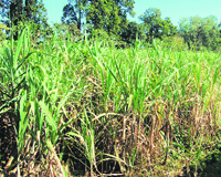 Bittersweet: The sugarcane crop is ready, the government is not. 