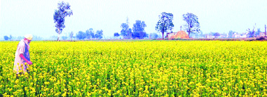 A farmer walks through his mustard fields in Hamira on the Jalandhar-Amritsar road on Tuesday. 