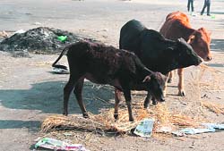Stray animals have a field day at the Jammu railway station.
