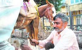 A farrier fixes an iron shoe to a horse in Jammu.