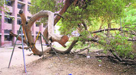 The damaged swings at Government Model Senior Secondary School in Chandigarh.
