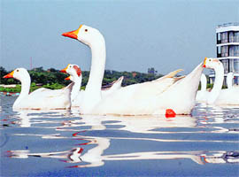 Ducks swim in the Sukhna Lake, Chandigarh, on Wednesday evening.