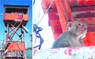 a monkey sits atop a tower meant for policemen.