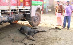 The neelgai calf that was killed after it fell into a nullah in Ludhiana on Saturday.