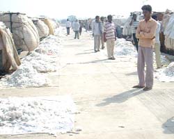 Cotton arrival further picked up in Abohar cotton yard.