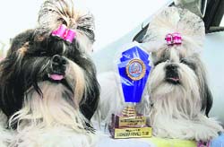Prize winning dogs at a kennel show on PAU campus in Ludhiana.