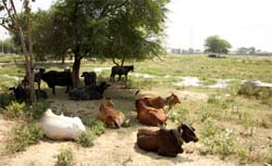 The vacant plots at the industrial growth centre in Bathinda are yet to be allotted to the entrepreneurs