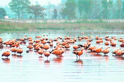 Ruddy Shelducks flock at Assan Conservation Reserve near Dehradun. 